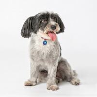 Identificador QR para mascotas – vista 4